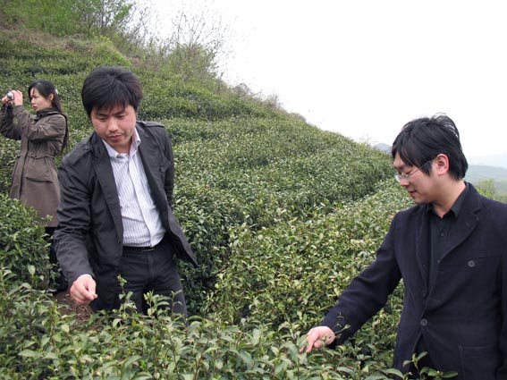 中寰創世佛靈山項目信陽“佛靈山”生態茶葉基地考察