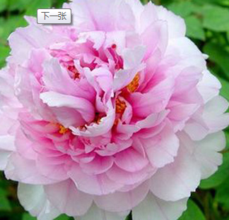 第30屆中國洛陽牡丹文化節項目簽約 總投資超千億