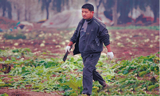 【“蘿卜哥”】-2011微博營銷年度案例，農業營銷創新案例