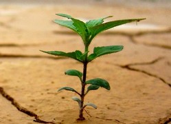 葉茂中，華與華創(chuàng)始人華杉，史玉柱的營(yíng)銷(xiāo)反思